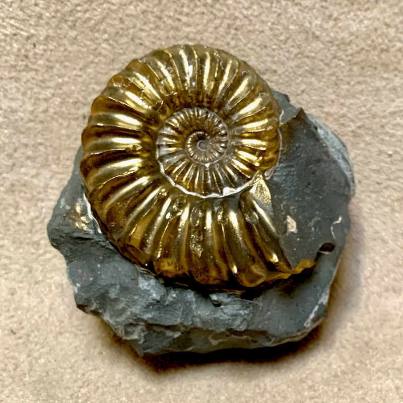 Ammonite, Pyritized (Jurassic, Germany)