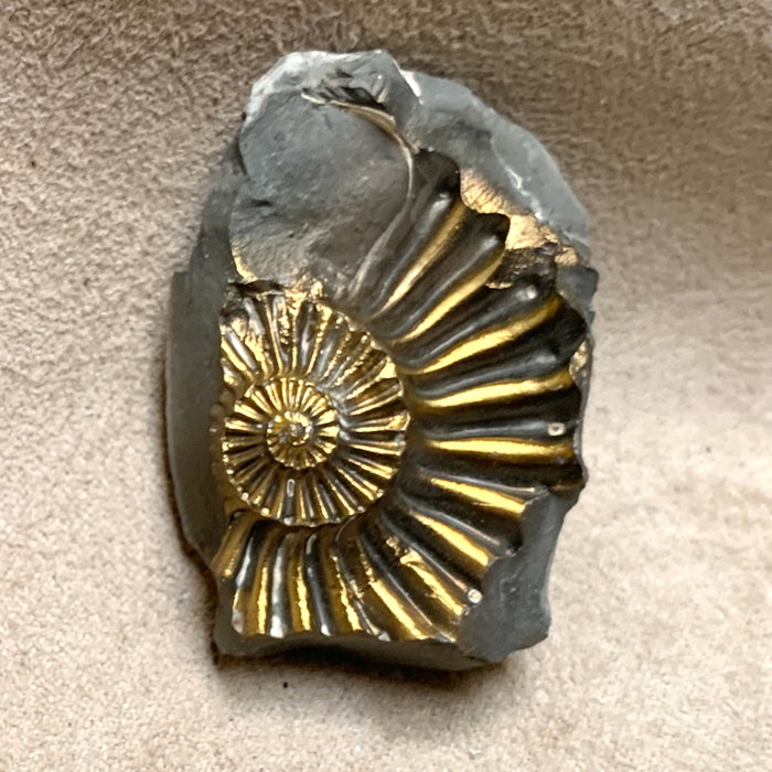 Ammonite, Pyritized (Jurassic, Germany)