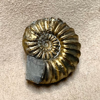 Ammonite, Pyritized (Jurassic, Germany)