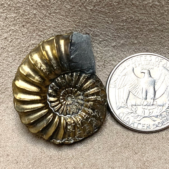 Ammonite, Pyritized (Jurassic, Germany)