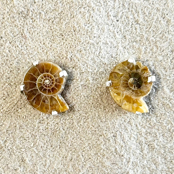 Ammonite Slice Post Earrings