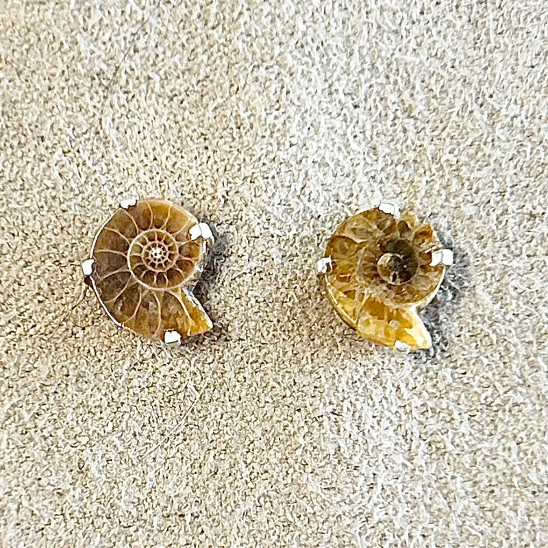 Ammonite Slice Post Earrings