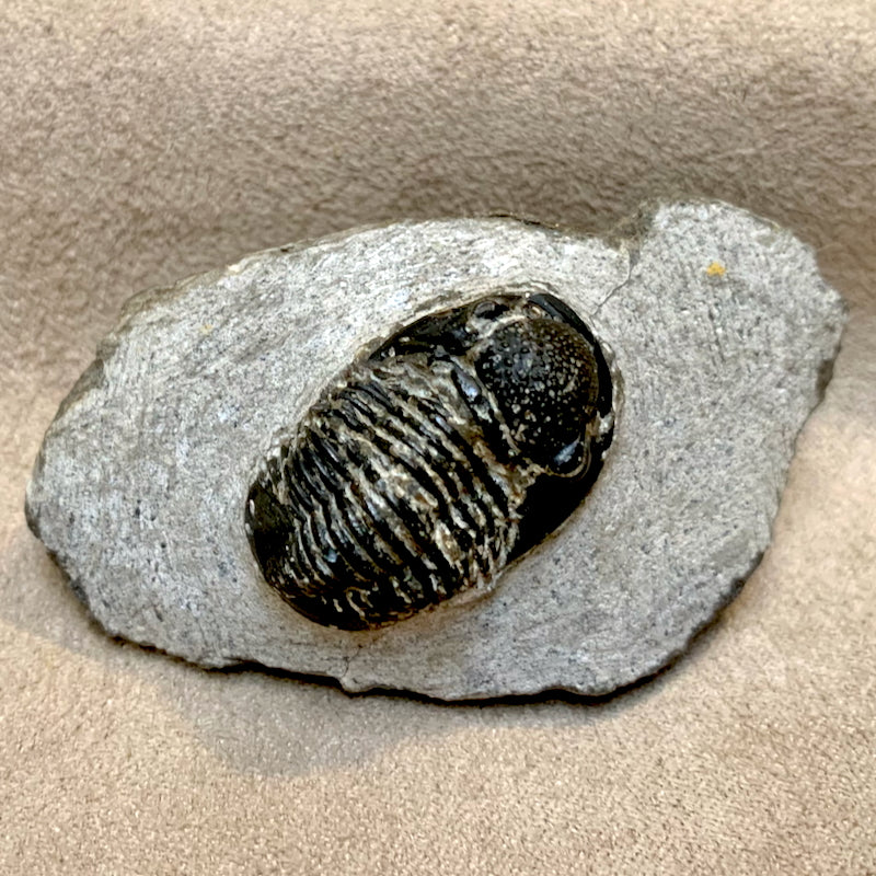 Fossil Trilobite Phacops (Devonian, Morocco)