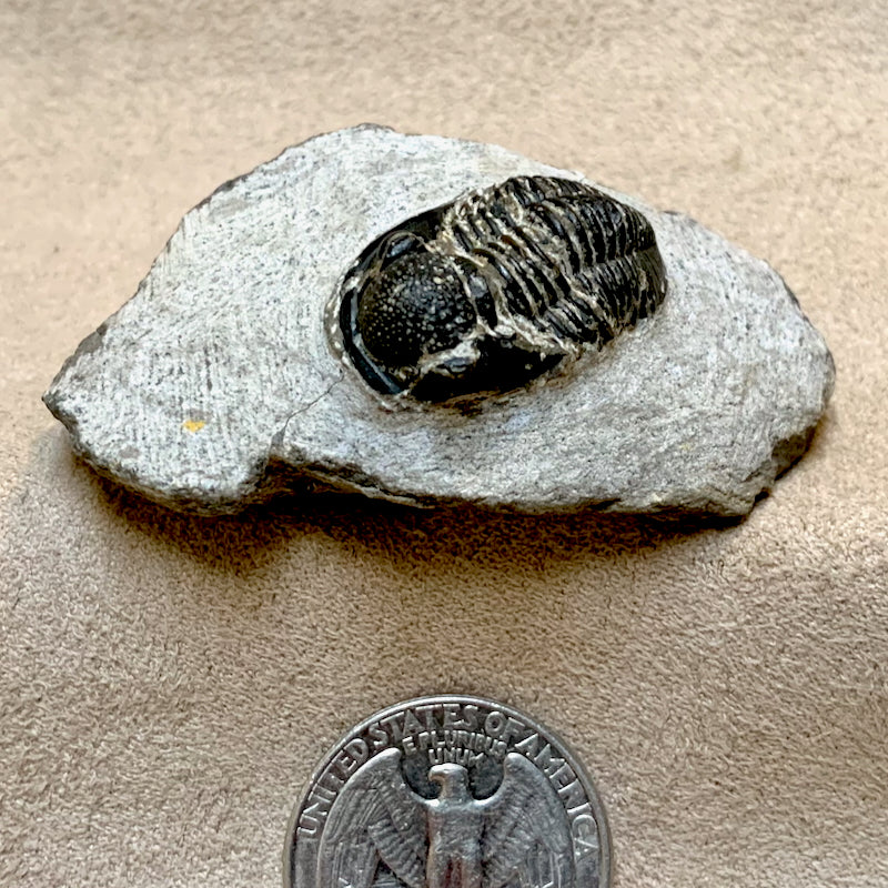 Fossil Trilobite Phacops (Devonian, Morocco)