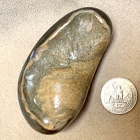 Fossil Whale Middle Earbone, Polished (Miocene)