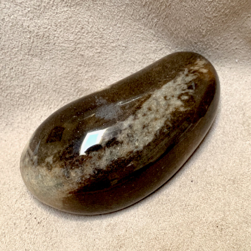 Fossil Whale Middle Earbone, Polished (Miocene)