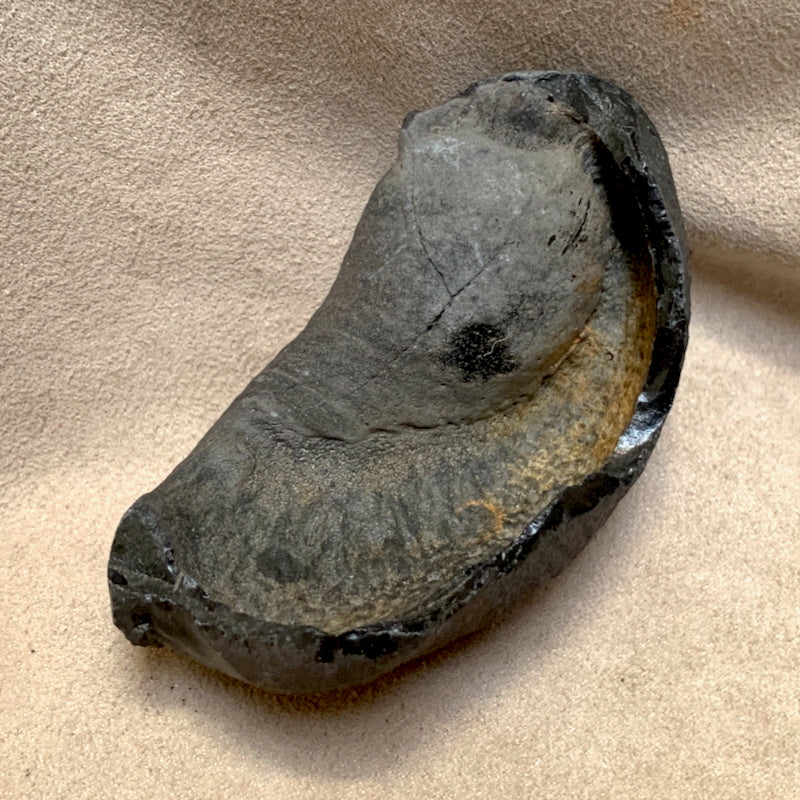 Fossil Whale Middle Earbone (Miocene)