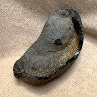 Fossil Whale Middle Earbone (Miocene)