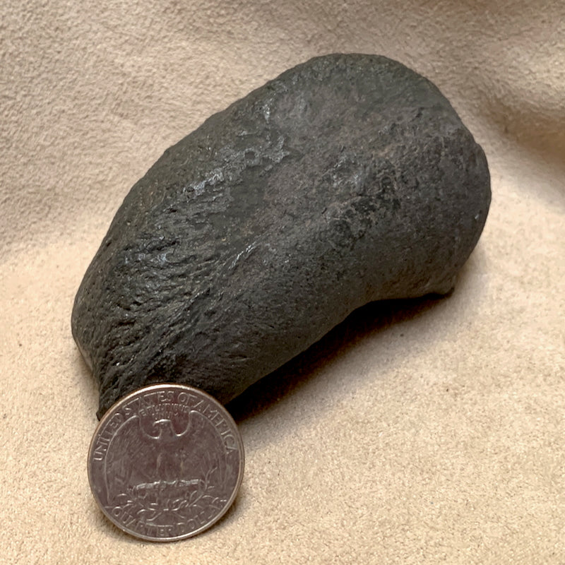 Fossil Whale Middle Earbone (Miocene)