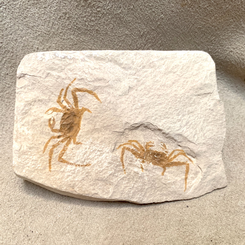 Fossil Pea Crabs (Miocene)