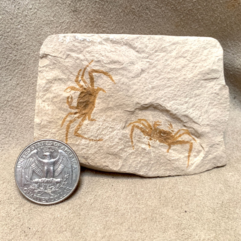 Fossil Pea Crabs (Miocene)