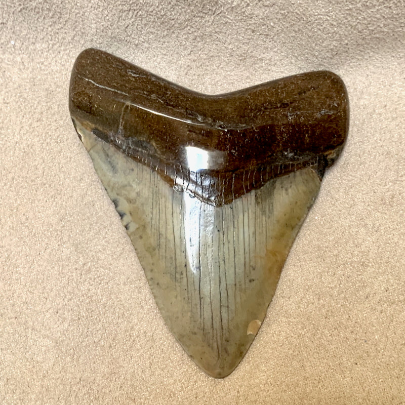 Fossil Megalodon Shark Tooth (South Carolina)