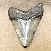 Fossil Megalodon Shark Tooth (South Carolina)