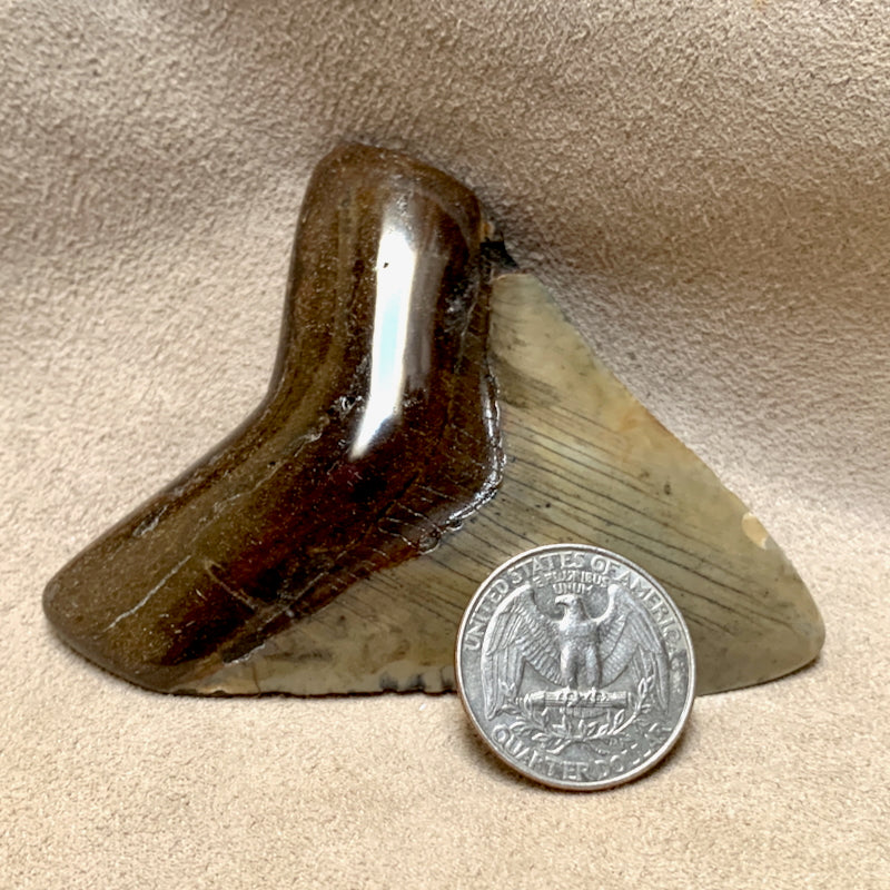 Fossil Megalodon Shark Tooth (South Carolina)