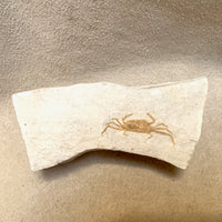 Fossil Pea Crabs (Miocene)