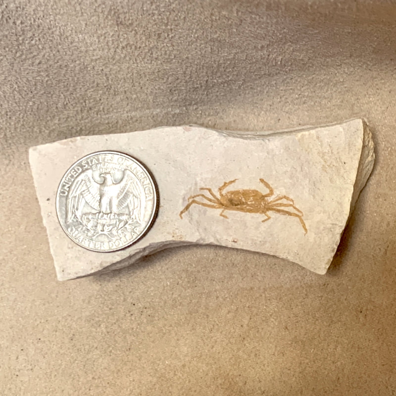 Fossil Pea Crabs (Miocene)