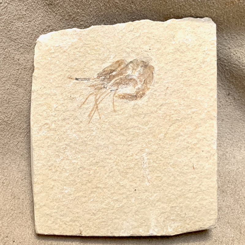 Fossil Shrimp (Cretaceous, Lebanon)