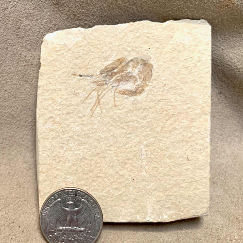 Fossil Shrimp (Cretaceous, Lebanon)