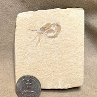 Fossil Shrimp (Cretaceous, Lebanon)