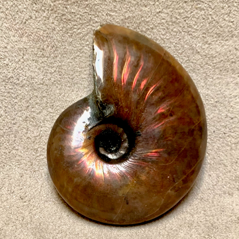 Ammonite, "Red" (Cretaceous, Madagascar)