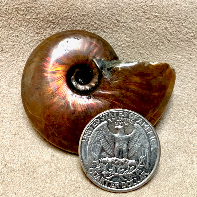 Ammonite, "Red" (Cretaceous, Madagascar)