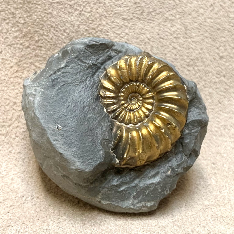 Ammonite, Pyritized (Jurassic, Germany)