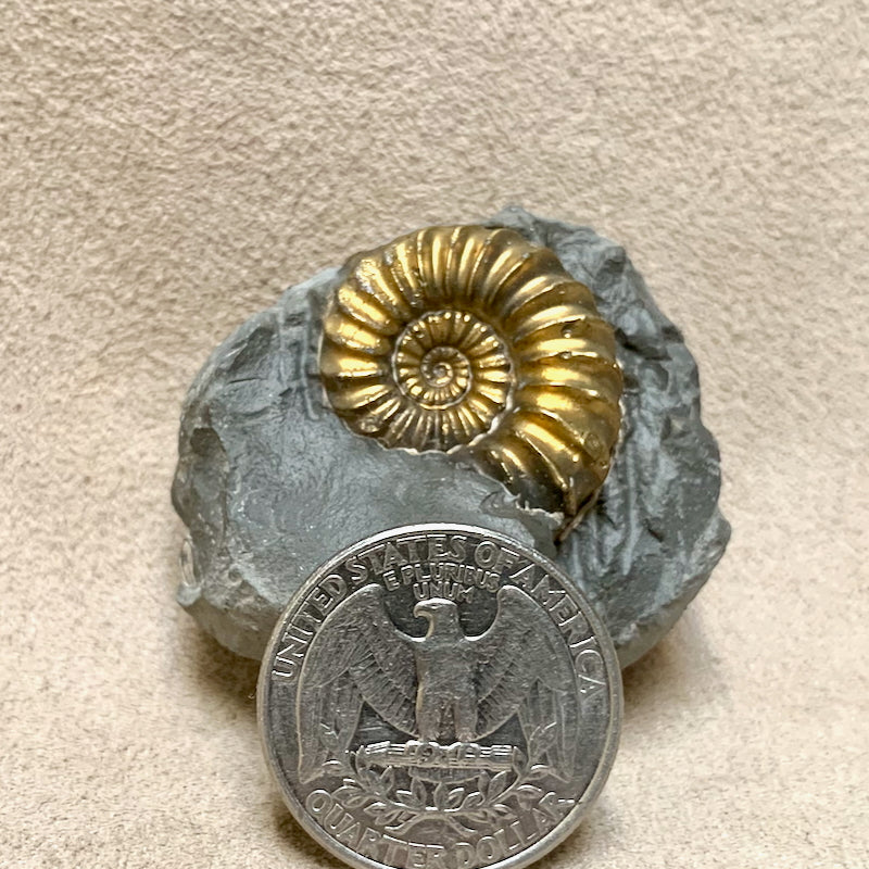 Ammonite, Pyritized (Jurassic, Germany)