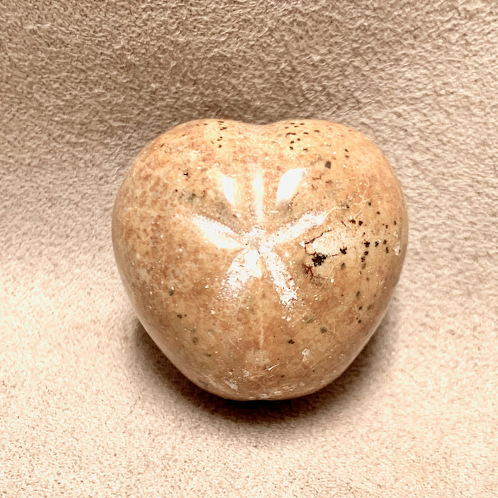 Fossil Heart Urchin (Madagascar)