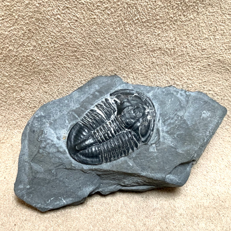 Fossil Trilobite Elrathia (Cambrian, Utah)