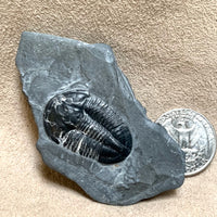 Fossil Trilobite Elrathia (Cambrian, Utah)