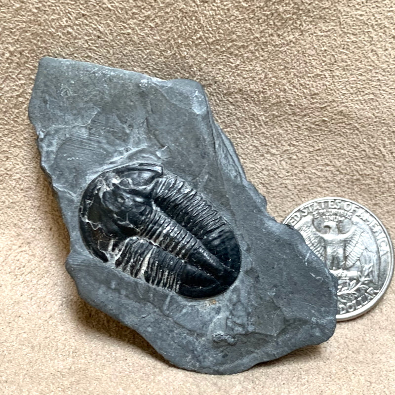 Fossil Trilobite Elrathia (Cambrian, Utah)