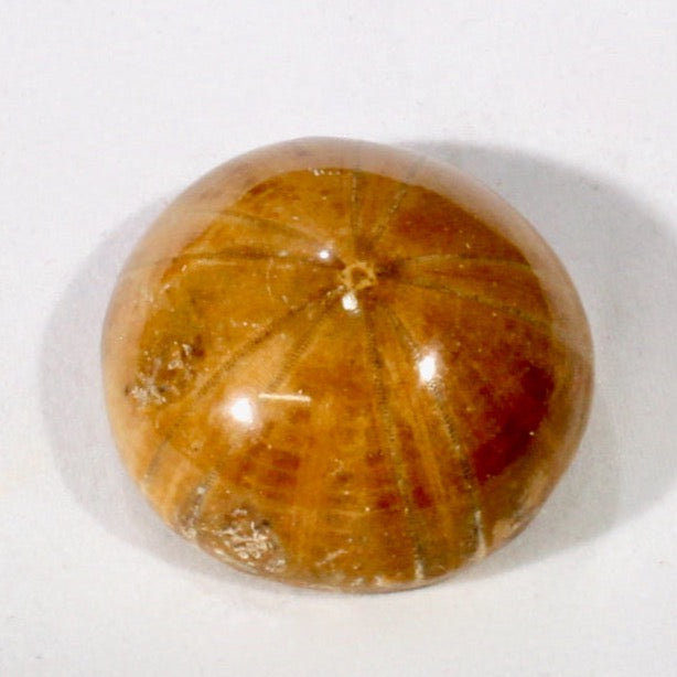 Fossil Echinoid Sea Urchin Holectypus depressus (Madagascar)