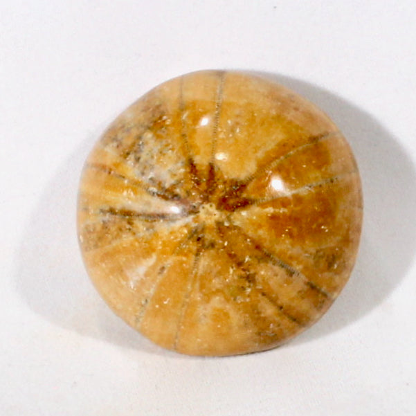 Fossil Echinoid Sea Urchin Holectypus depressus (Madagascar)