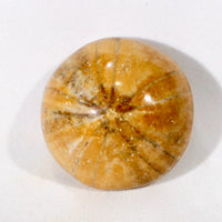 Fossil Echinoid Sea Urchin Holectypus depressus (Madagascar)